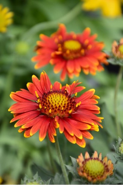 Гайлардія великоквіткова ’Арізона Ред Шейдз’|Gaillardia grandiflora ’Arizona Red Shades’|Гайлардия крупноцветковая ’Аризона Ред Шейдз’ 